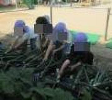 5歳児の子供たちが昨年度植えたタマネギを収穫しています