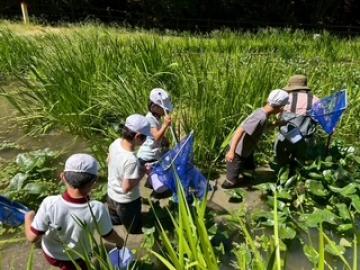 ビオトープで水生生物を採取する児童たちの様子