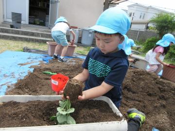 子供がポットから苗を出し、プランターに植えようとしている様子