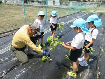 地域の方に、さつまいもの苗の植え方を教えてもらっている様子