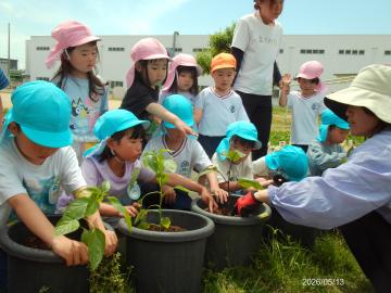年長児が夏野菜の苗を植えている様子を年少児が見ている