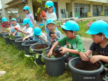年長児が夏野菜の苗を植えている