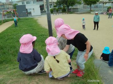 年少児が自然の中で自然物を見付けている
