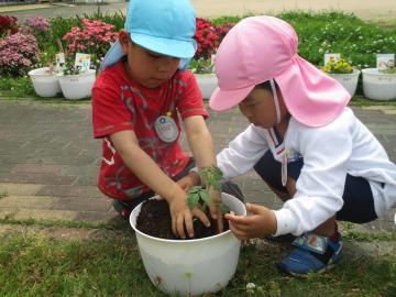 年長児に手伝ってもらいながら年少児がミニトマトの苗を植えている