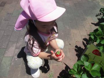 幼児がイチゴを収穫している