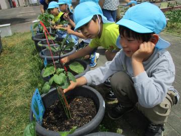 幼児が野菜の様子を見ている