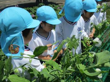 幼児がエンドウマメを収穫している