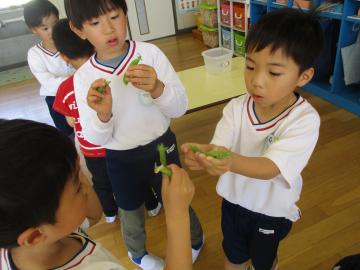 幼児がエンドウマメとスナップエンドウを見比べ、友達と話している