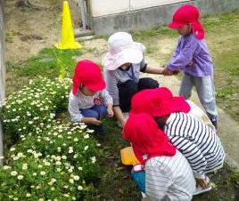 3歳児たちが花壇でダンゴムシを探している様子