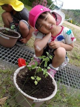 屋外で幼児がミニトマトの苗を植える様子