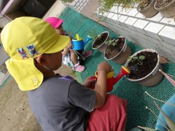 屋外で幼児が野菜の苗に水やりをする様子