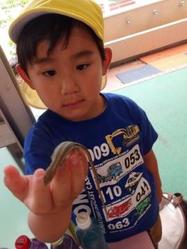 幼児が室内で手にカナヘビをのせている姿