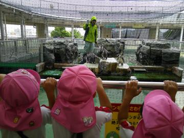 ペンギンのえさやりを見学している様子