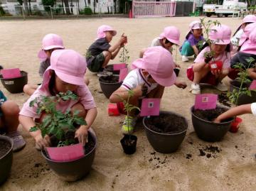 4歳児がミニトマトを植えている様子