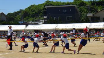 全校生で綱引きをしている様子