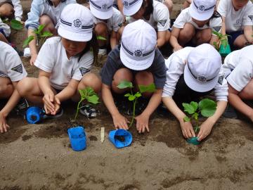 2年生児童が畑で野菜の苗を植える様子