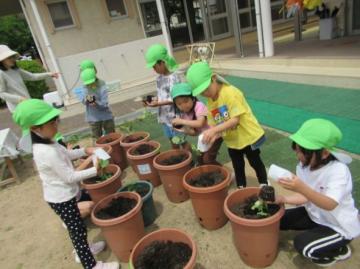 園庭で緑の帽子をかぶった子どもたちが複数の鉢に夏野菜を植えている園児たちの写真