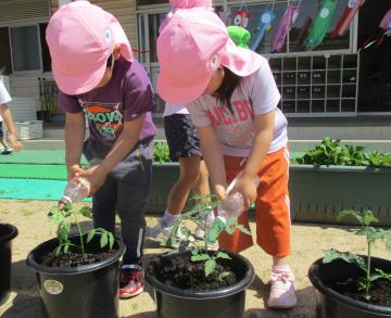 園庭でピンクの帽子をかぶった園児たちが植木鉢の野菜に水やりをしている様子