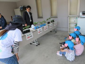 夏野菜を見ている写真