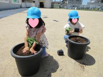 きゅうりを植えているところ