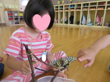 アゲハチョウの写真
