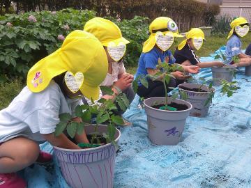 4歳児がミニトマトを植えているところ