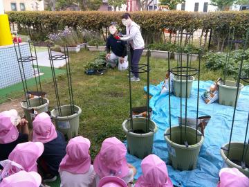 5歳児が野菜を植えているところ