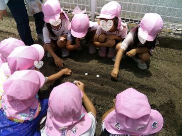 5歳児が綿を植えているところ