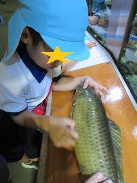館内で、魚のうろこの標本を触る園児たちの様子