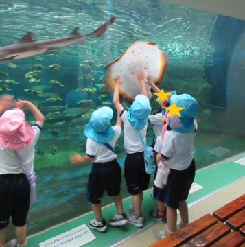 館内で、水槽の前で、ガラス越しにエイのお腹を触ろうとする園児たちの様子