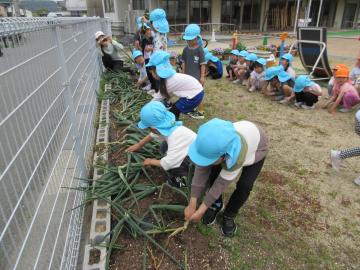 年長児がタマネギ収穫中