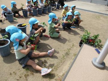 植木鉢に苗を植えるやり方を聞いている