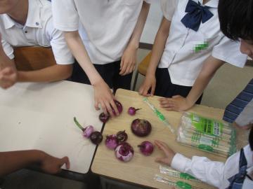 収穫した玉ねぎを見せる生徒たちの様子