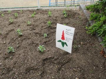 サルビアの花についてポップで紹介しています