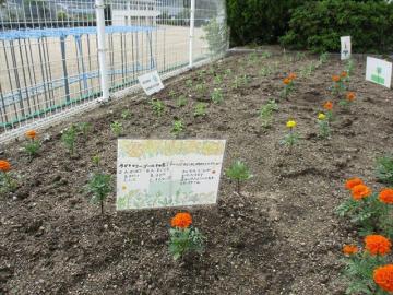 マリーゴールドの花言葉についてのクイズをポップにしています