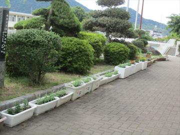 たくさんのプランターに植えています