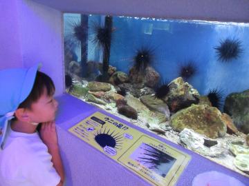 男の子がウニの水槽をじっくり見ている様子