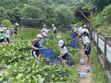 体操服を着た児童たちが網とバケツを使って湿地の植物や水生生物を採集している屋外での活動風景