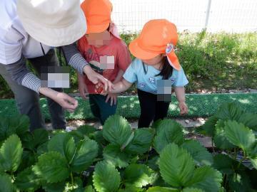 3歳児の子供たちが先生とイチゴの実を指さして見ている様子