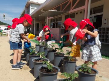 4歳児の子どもたちが、自分たちが植えたミニトマトの苗に水やりをしている様子