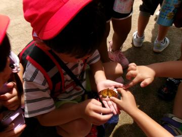 羽化したばかりのツマグロヒョウモンを手にそっと乗せて見ている園児たちの様子