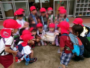 4歳児が飼育したチョウが羽化し、みんなで飛び立つのを見守っている様子