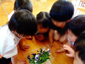 3歳児がビオラを食べているツマグロヒョウモンの幼虫を見ている様子