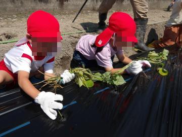 4歳児の子どもたちが軍手をはめて苗を畑に植える作業をしている様子