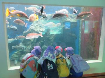 水族館内の水槽の前で5歳児の子供たちが群れ泳ぐ魚を覗き込んでいる様子