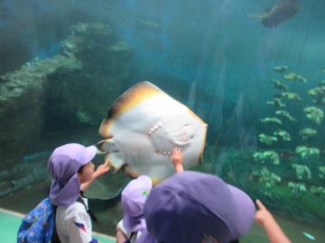 水族館のガラス越しに大きなエイを指さして見つめる5歳児の子どもたち
