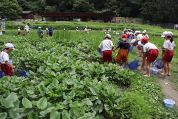 池に入って網で生き物を探している写真