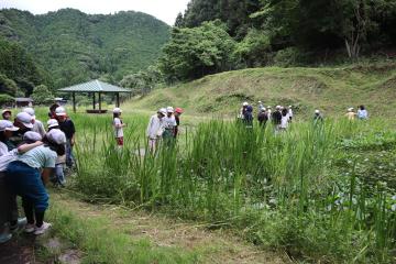 昼から上の池に行って観察している写真