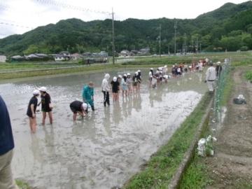 田んぼに入って、田植えをしている5年生の児童たちの様子