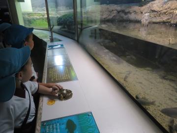 館内で水辺に住む魚を見ている園児たちの様子